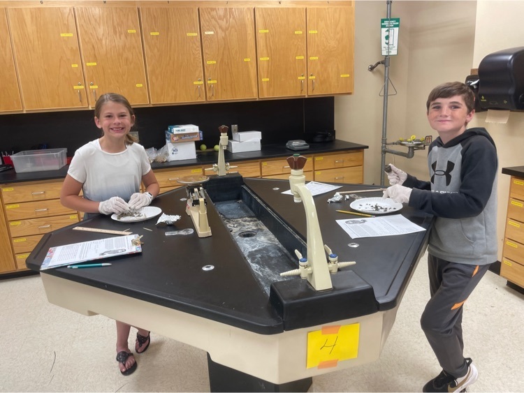 Owl Pellet Dissection